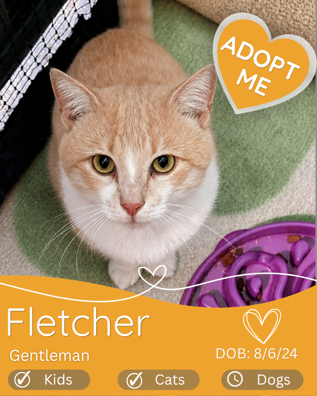 Adopt a Cat in Cairns