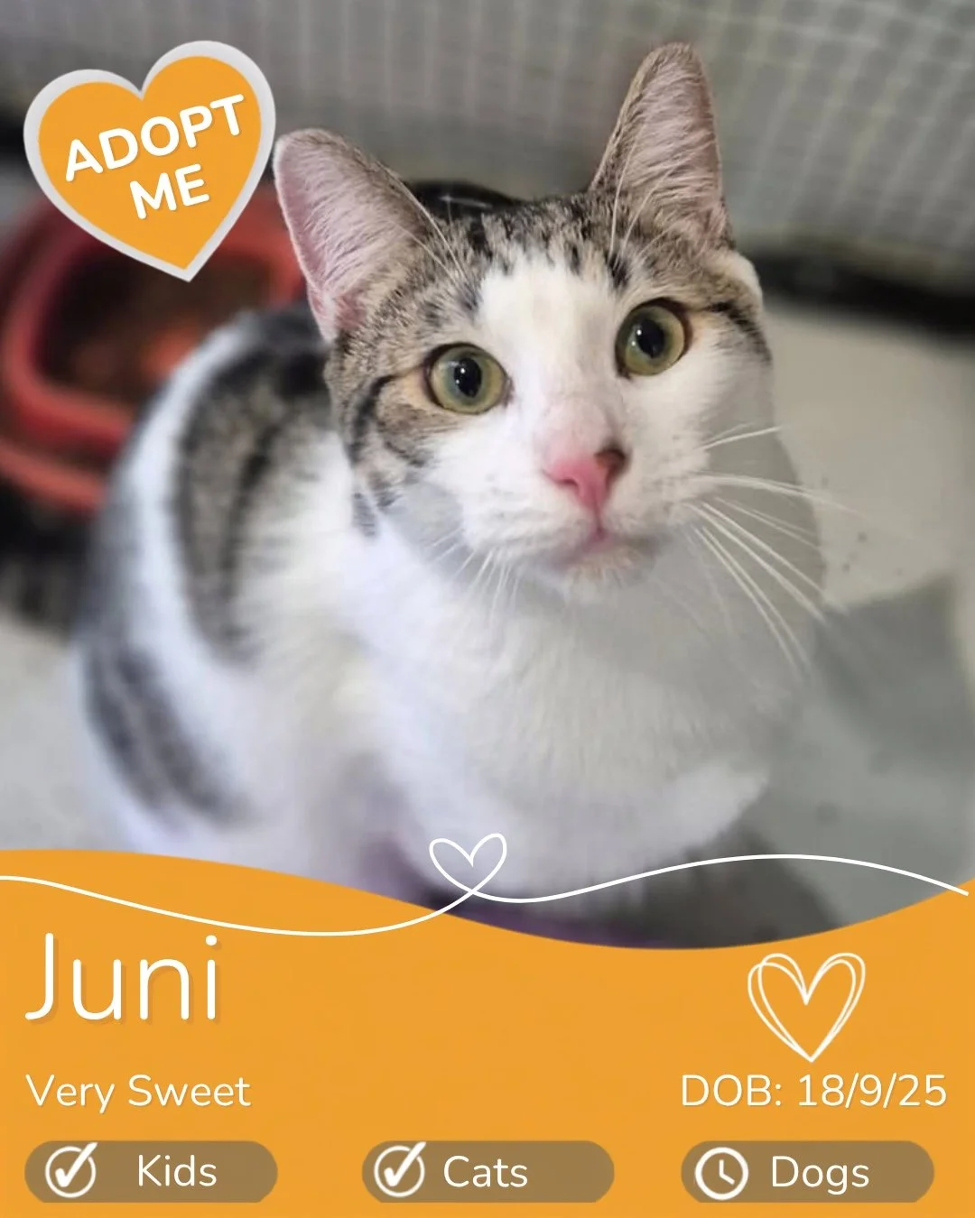 Adopt a cat cairns
