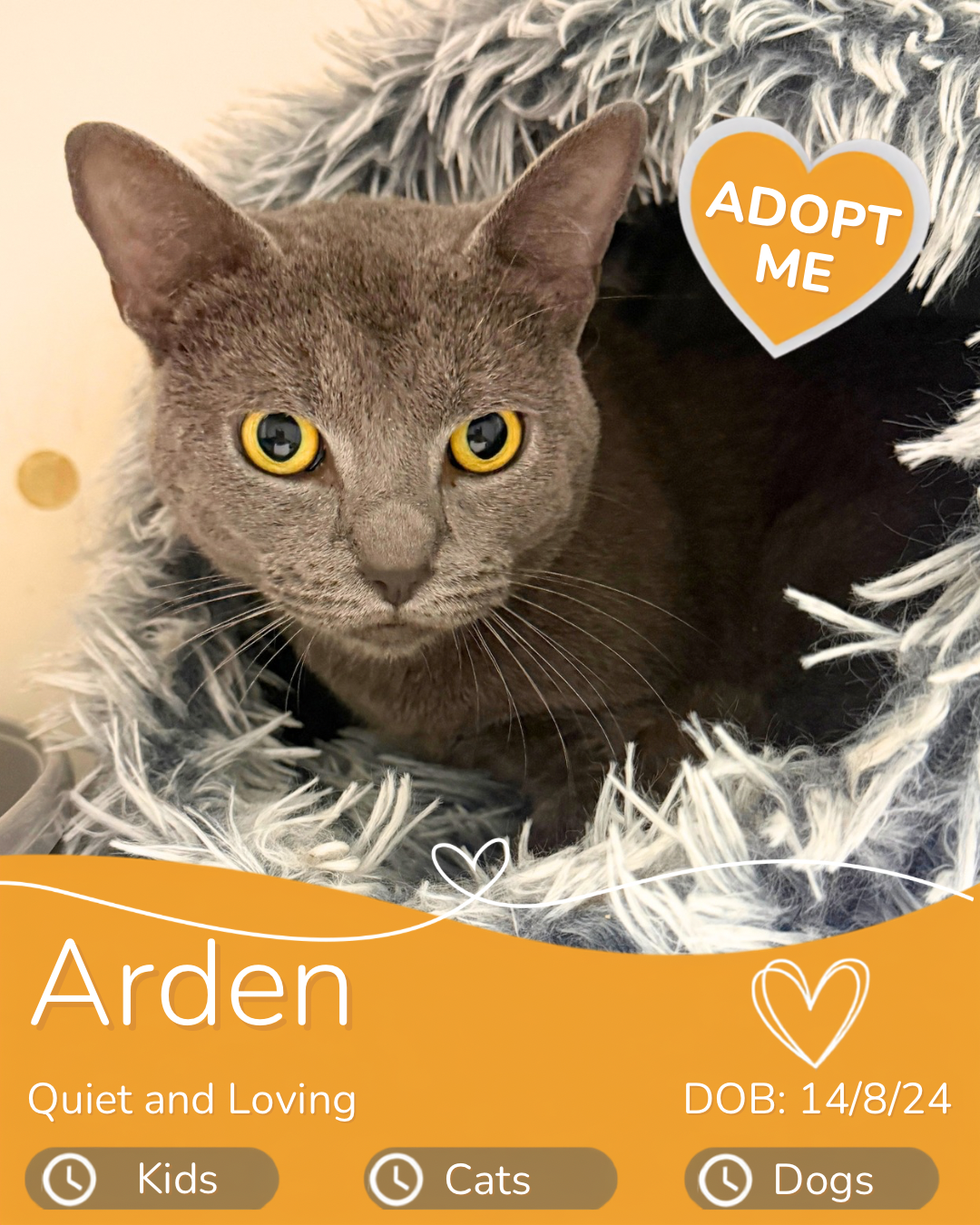 Adopt a cat cairns, fall in love cairns, cairns cat rescue