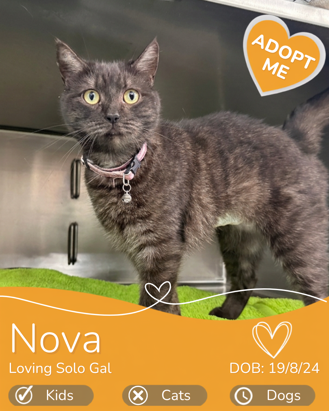Adopt a cat Cairns