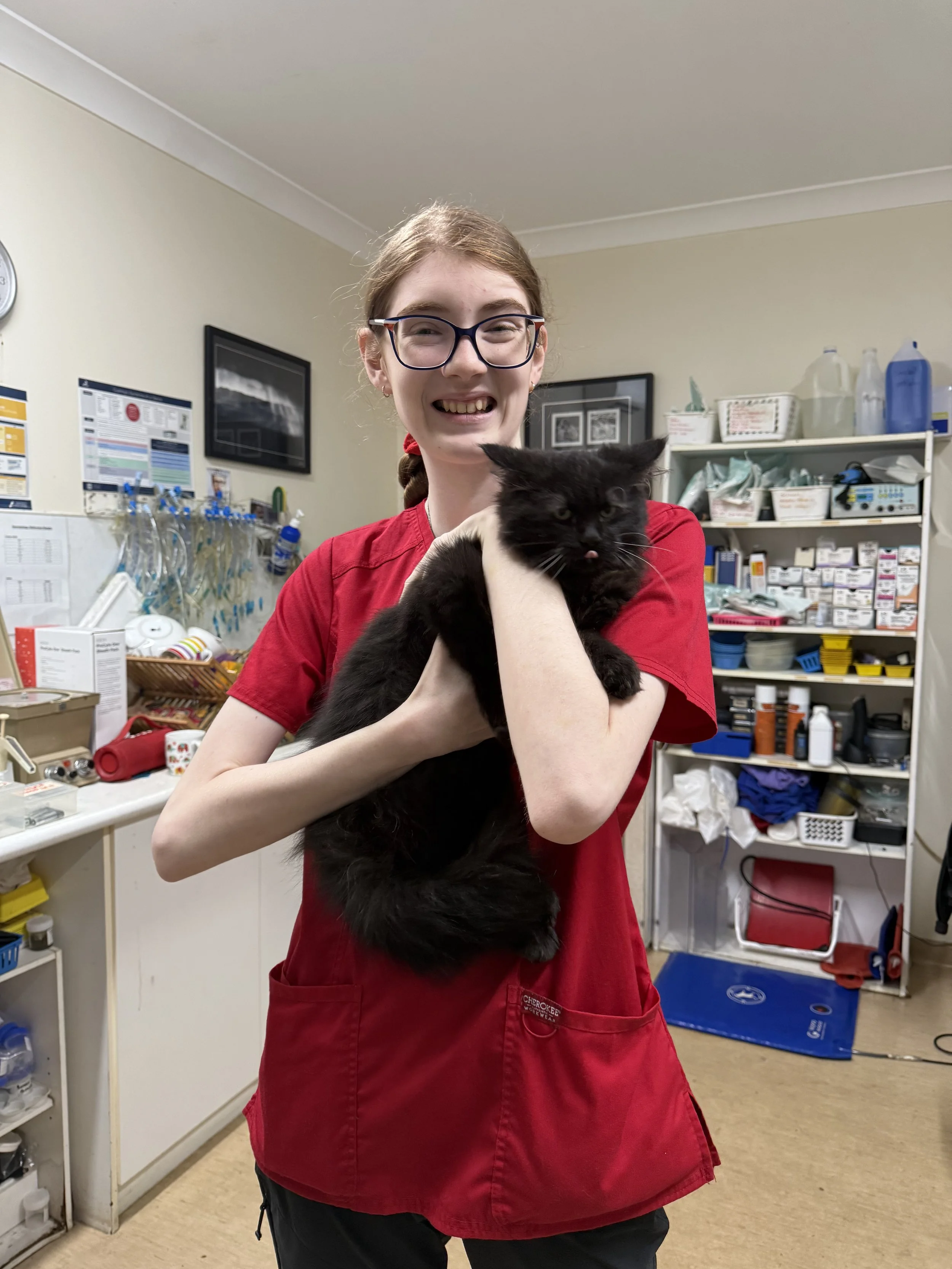 Sophie helping Samson pre hernia operation at Redlynch Valley Vets
