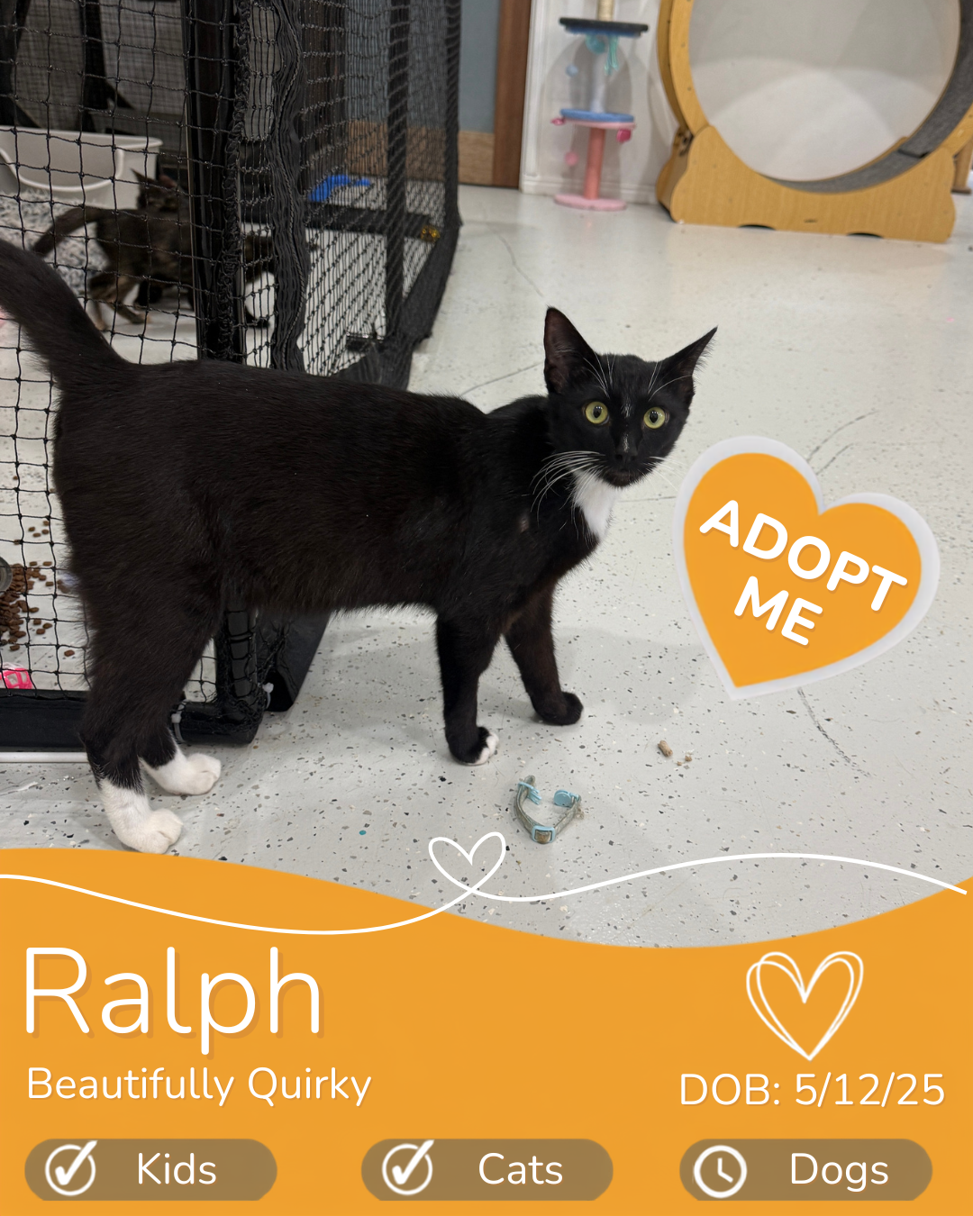 Ralph- adopt a cat cairns