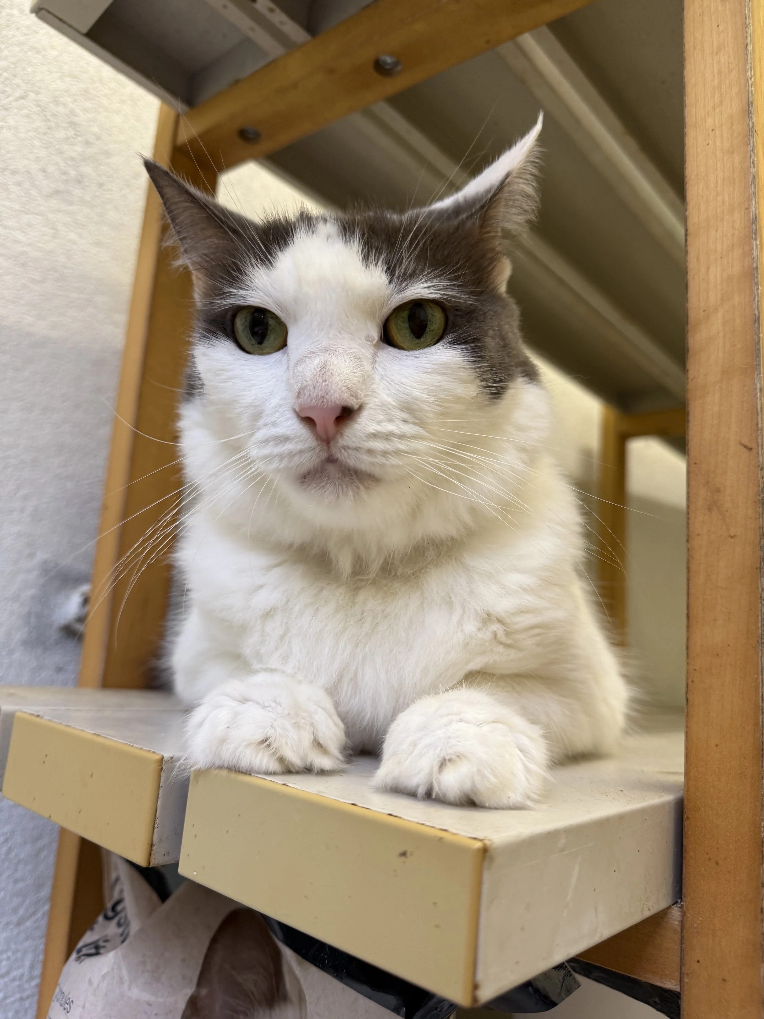 senior cat rescues and received dental and health treatment to enjoy her senior years.