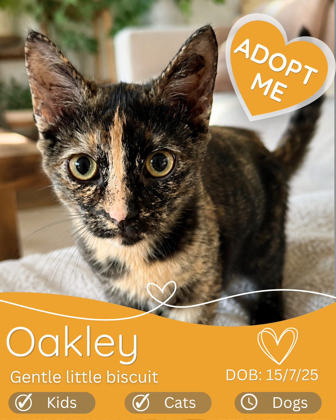 Adopt a cat in Cairns