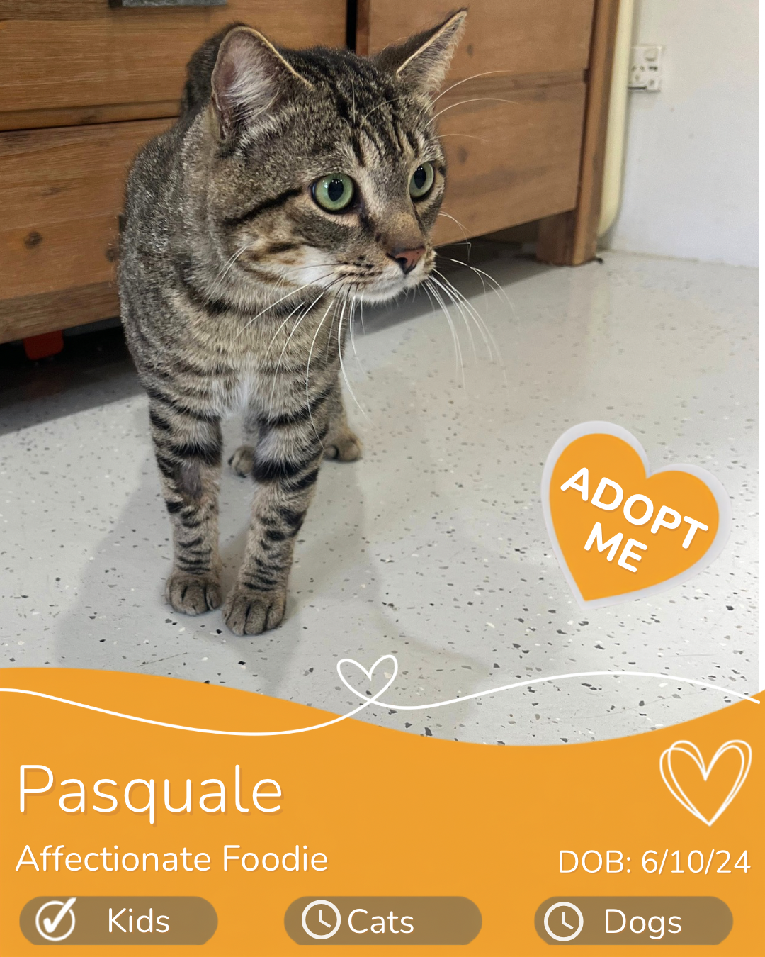Adopt a cat in cairns, Cairns cat rescue