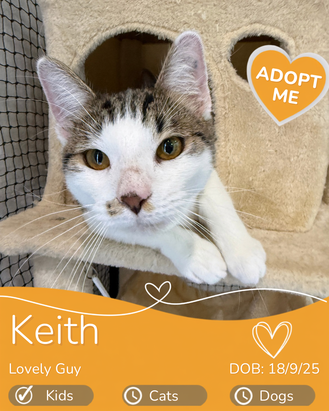 Adopt a cat Cairns