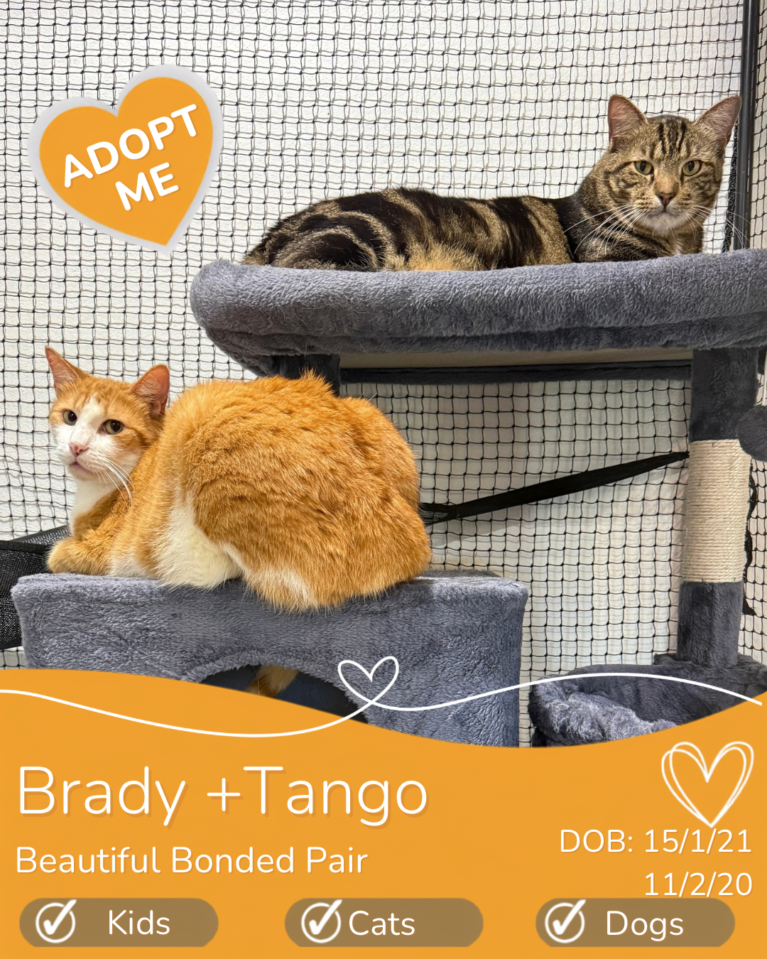 Save two lives in Cairns, Cat rescue cairns, adopt a cat cairns. fall in love Cairns
