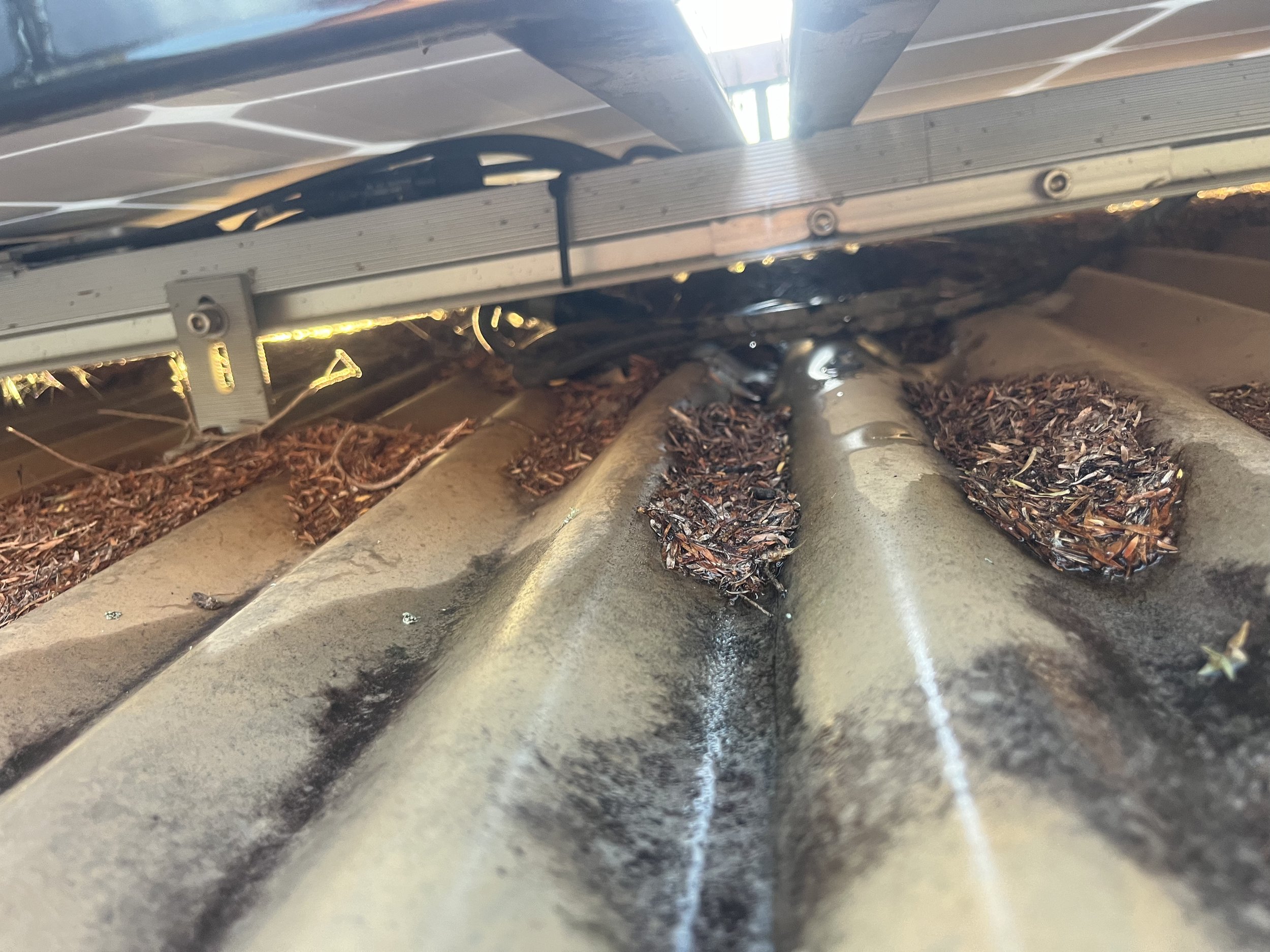 Bird nesting underneath solar panels in Townsville