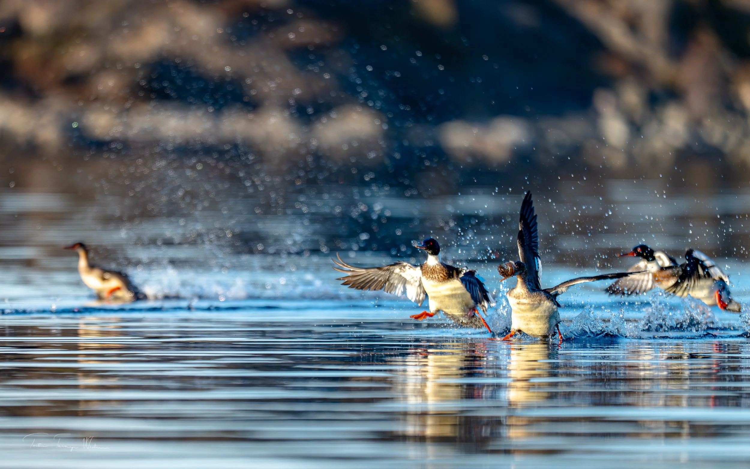 Silender med fangst_Humraskjero-.jpg