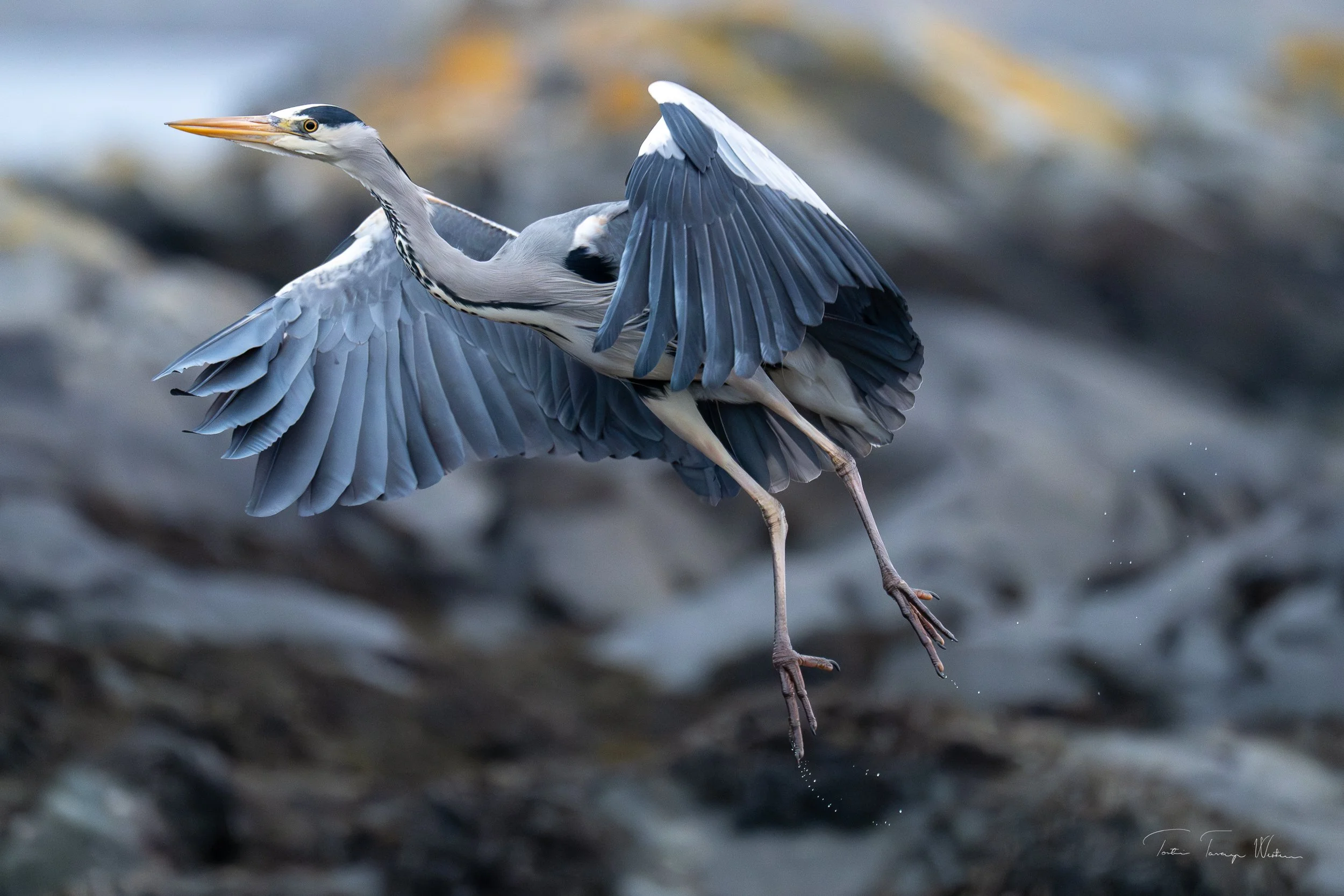 Hegre som har oppdaga fotografen.