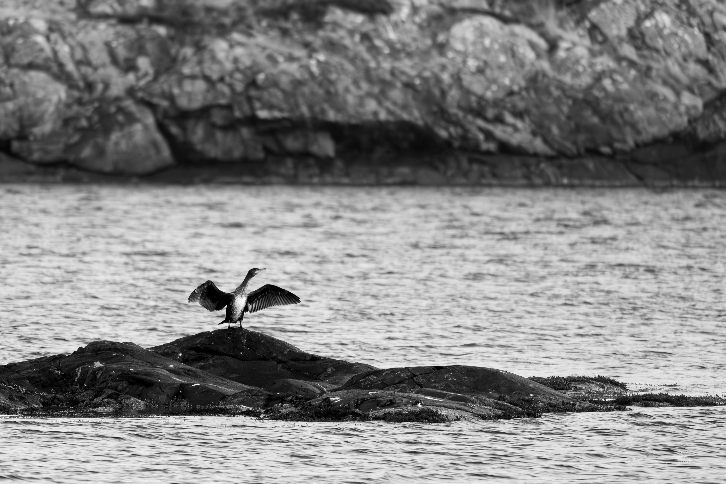 Skarv_svartkvit.jpg