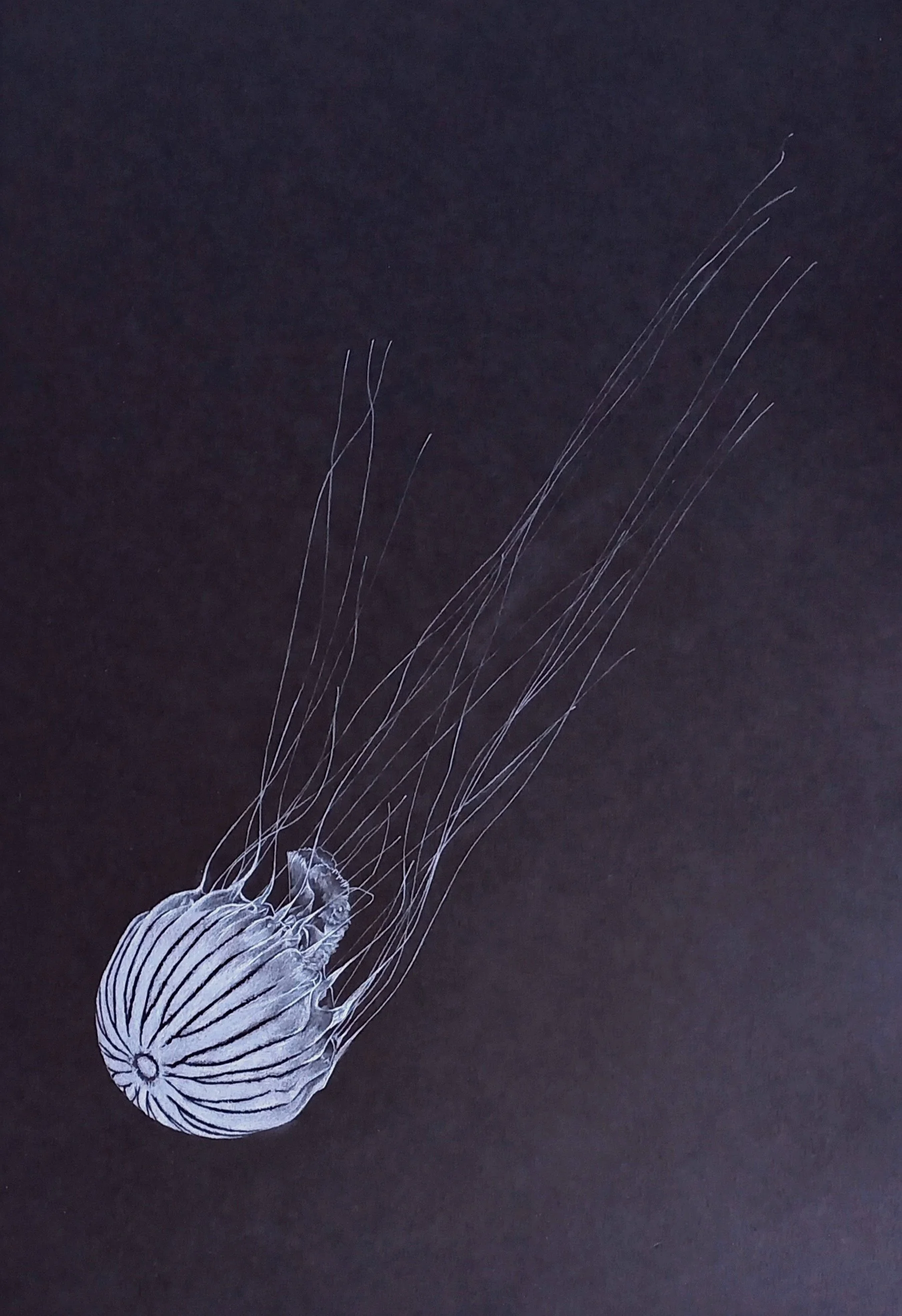 Amber Broughton, "Conscious Descent," white pencil on black paper