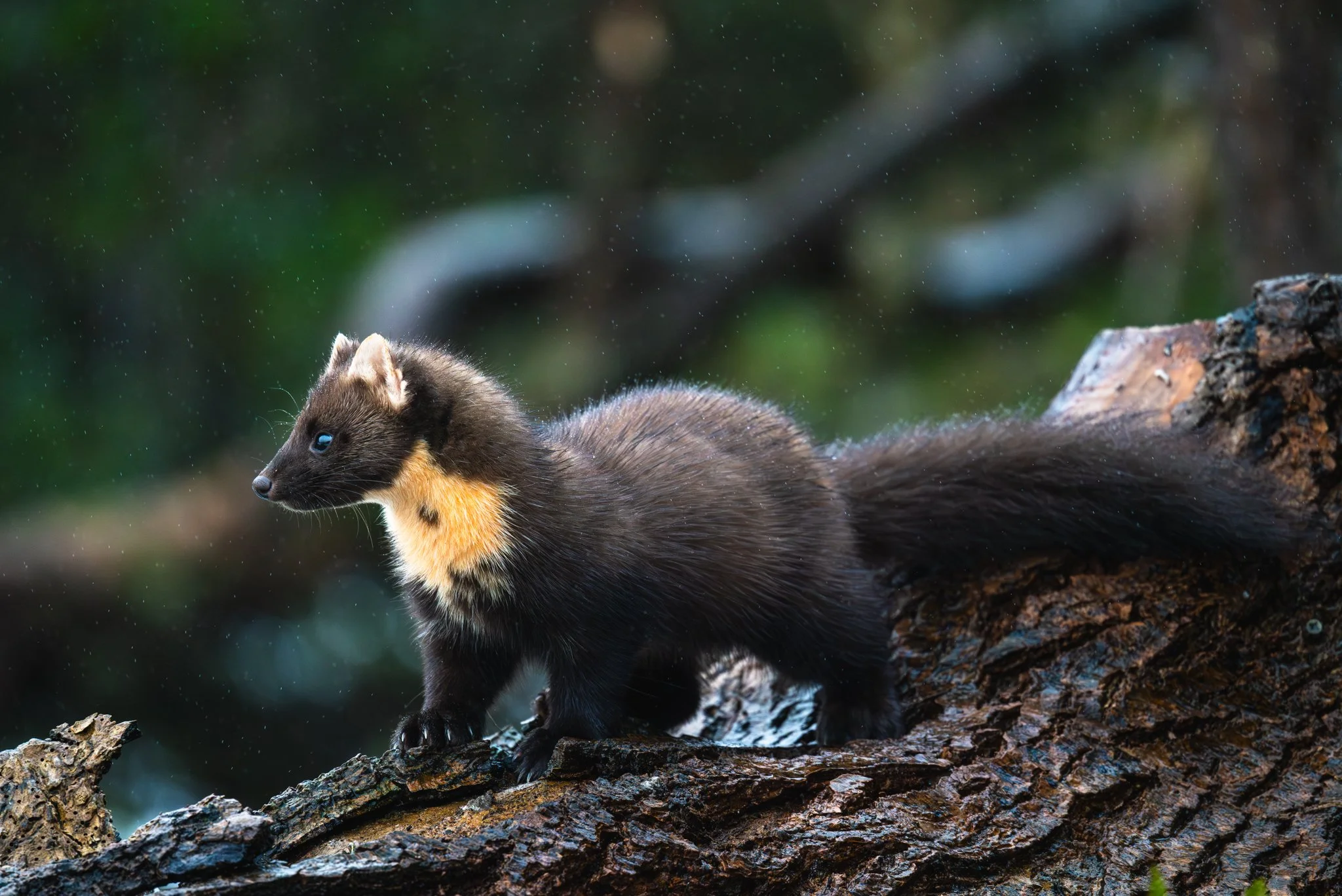 David Twomey, "Pine Marten in the Rain," photographic print on Baryta Rag paper