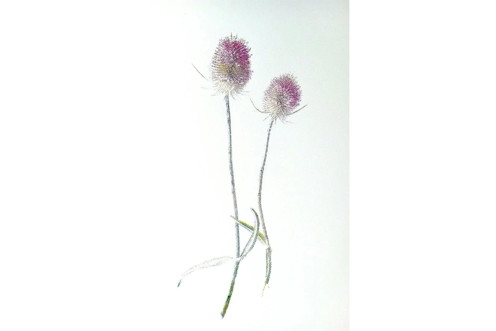 Inge Van Doorslaer - Teasel