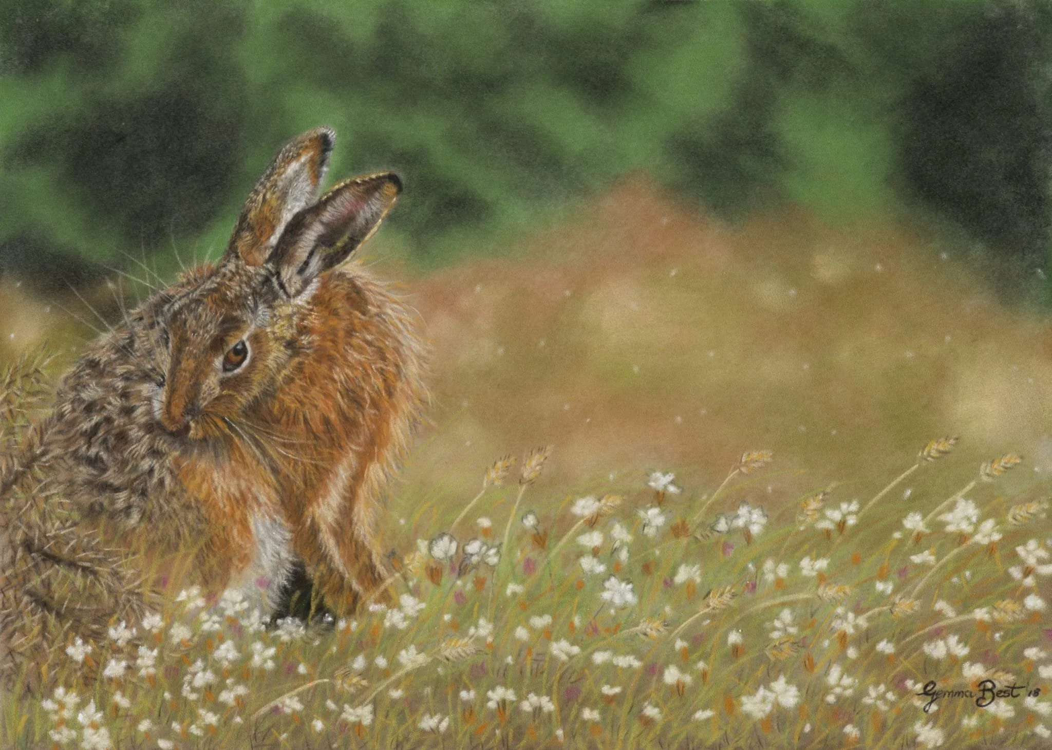 Gemma Best, "Hare Resting," pastel on pastelmat