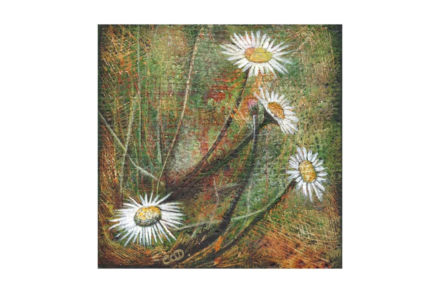 Claire O'Donovan - Daisies