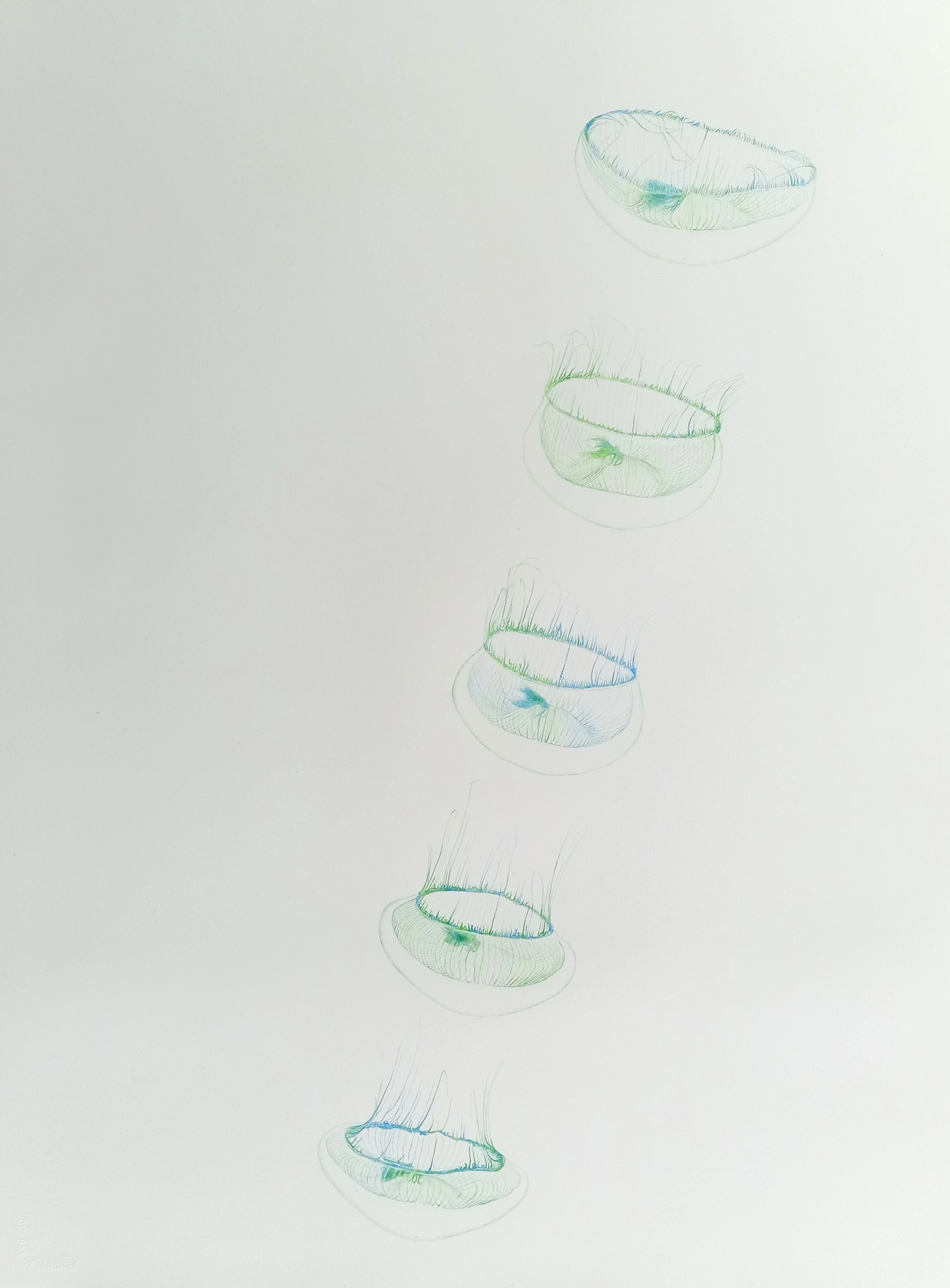 Amber Broughton, Study of Movement in Crystal Jellyfish, coloured pencil on paper