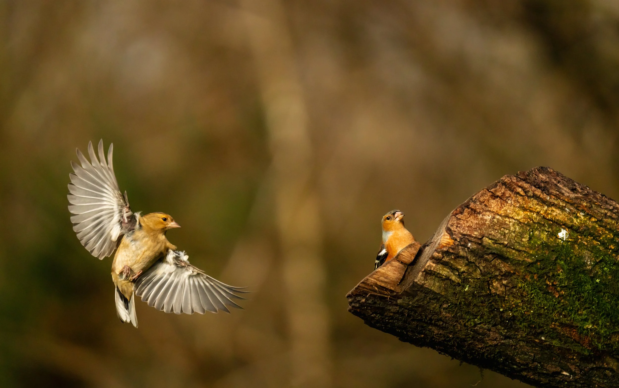 David Twomey, "Dueling Chaffinches," photographic print on Baryta Rag paper