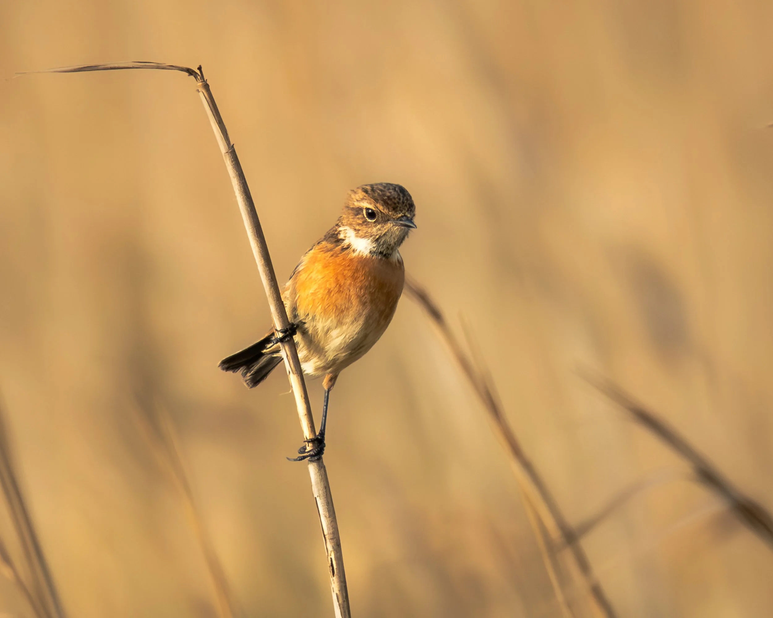 David Twomey, "Stonechat in the Reeds," photographic print on Baryta Rag paper