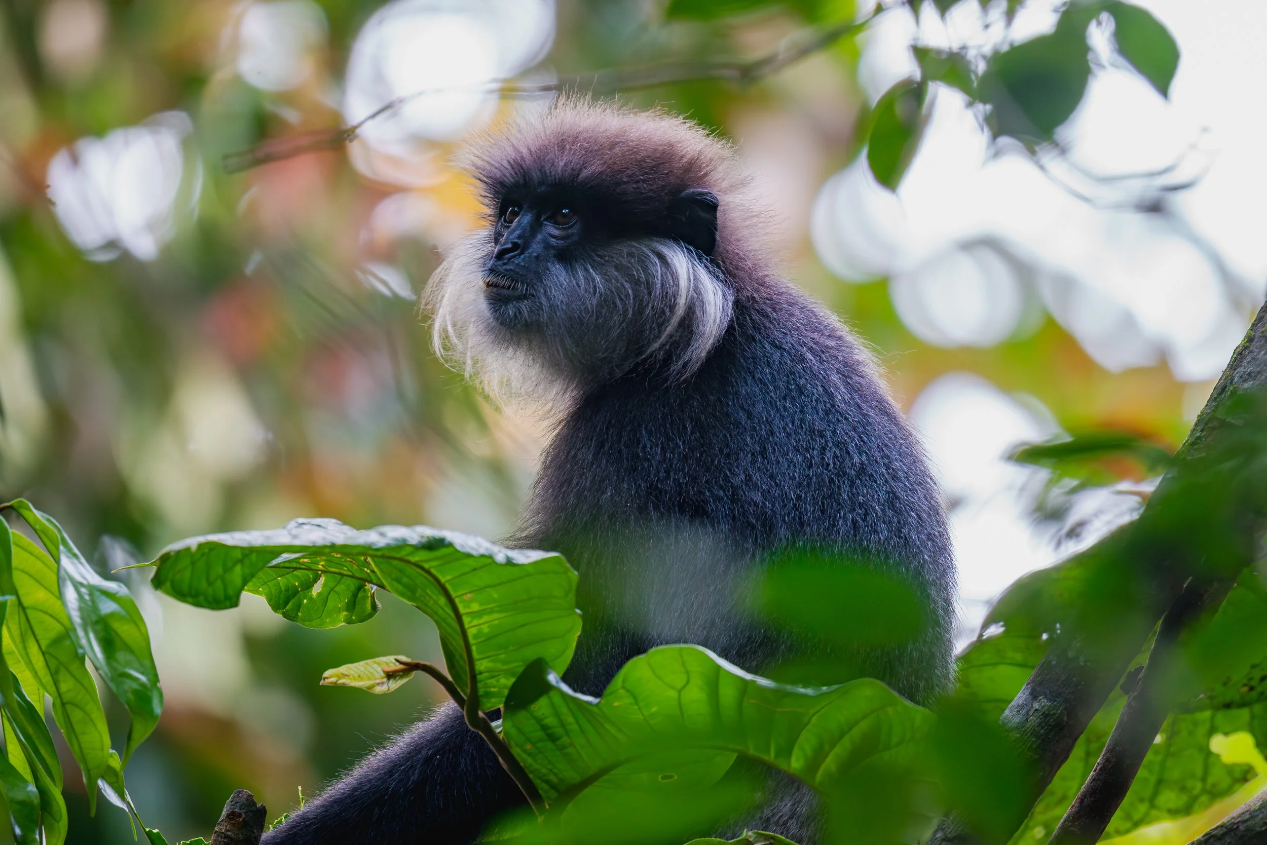 David Twomey, "Purple Faced Langur Portrait," photographic print on Baryta Rag paper