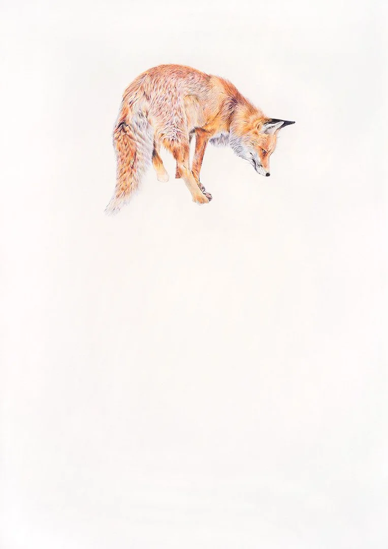 Amber Broughton, "Discernment," coloured pencil on paper