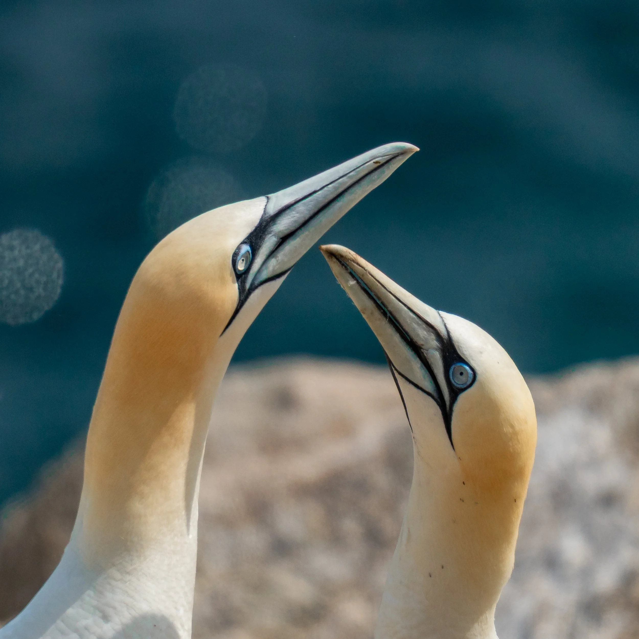 David Twomey, "Courtship on Great Saltee," photographic print on Baryta Rag paper