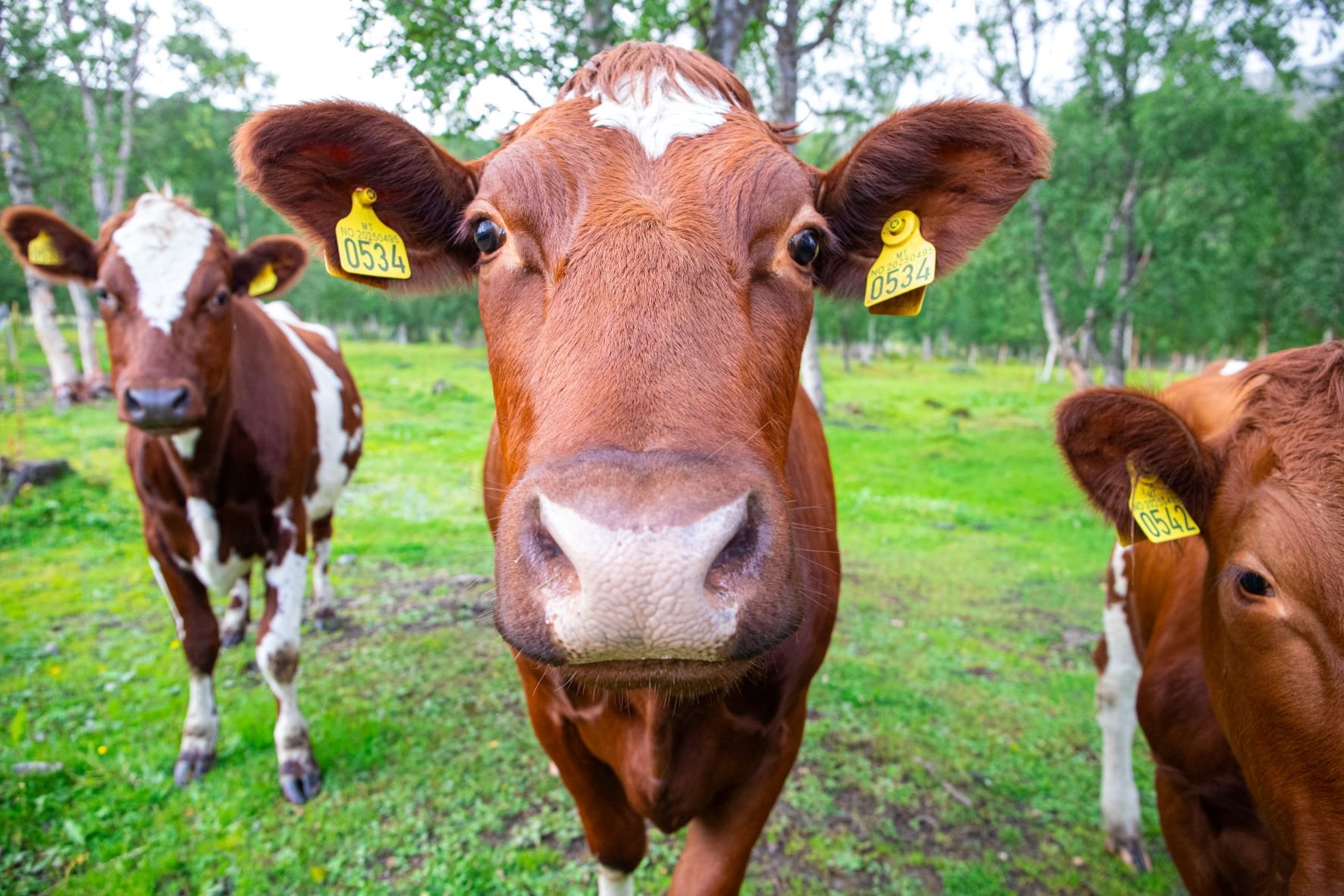 Voksenagronom – videregående utdanning for voksne ved Senja vgs 
