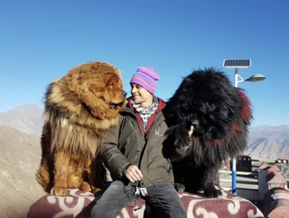 Person standing between a large brown lion and a large black dog, with scenic mountains in the background.