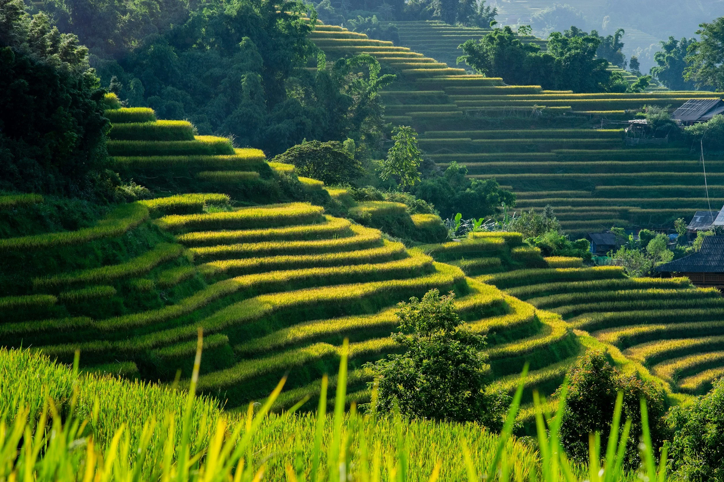 Terraced rice fields on a hillside with lush green trees and distant houses under clear sky.