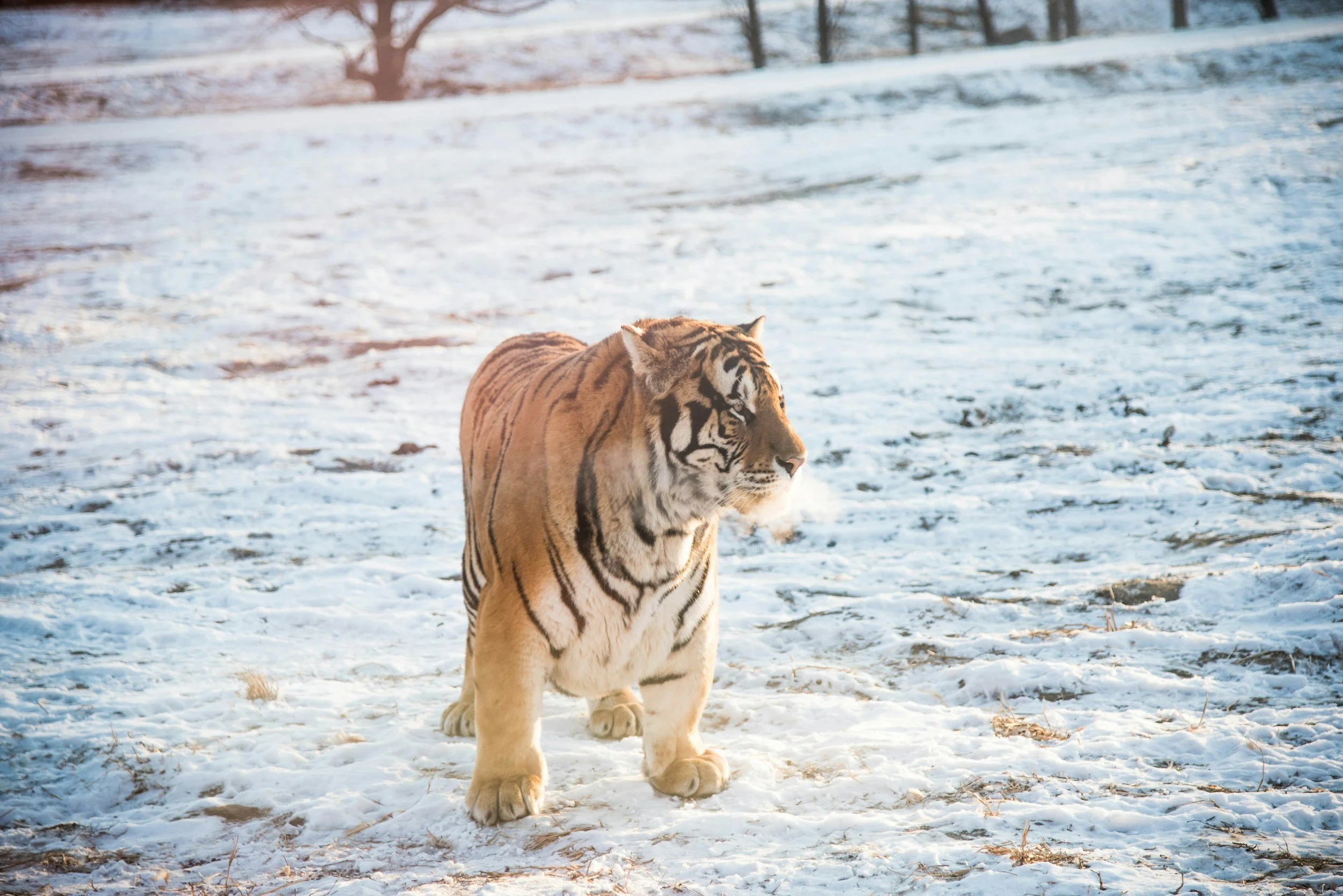 A tiger walking through a snowy landscape with bare trees in the background.