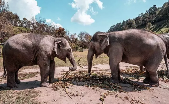 elephant thailand highlights premium tour