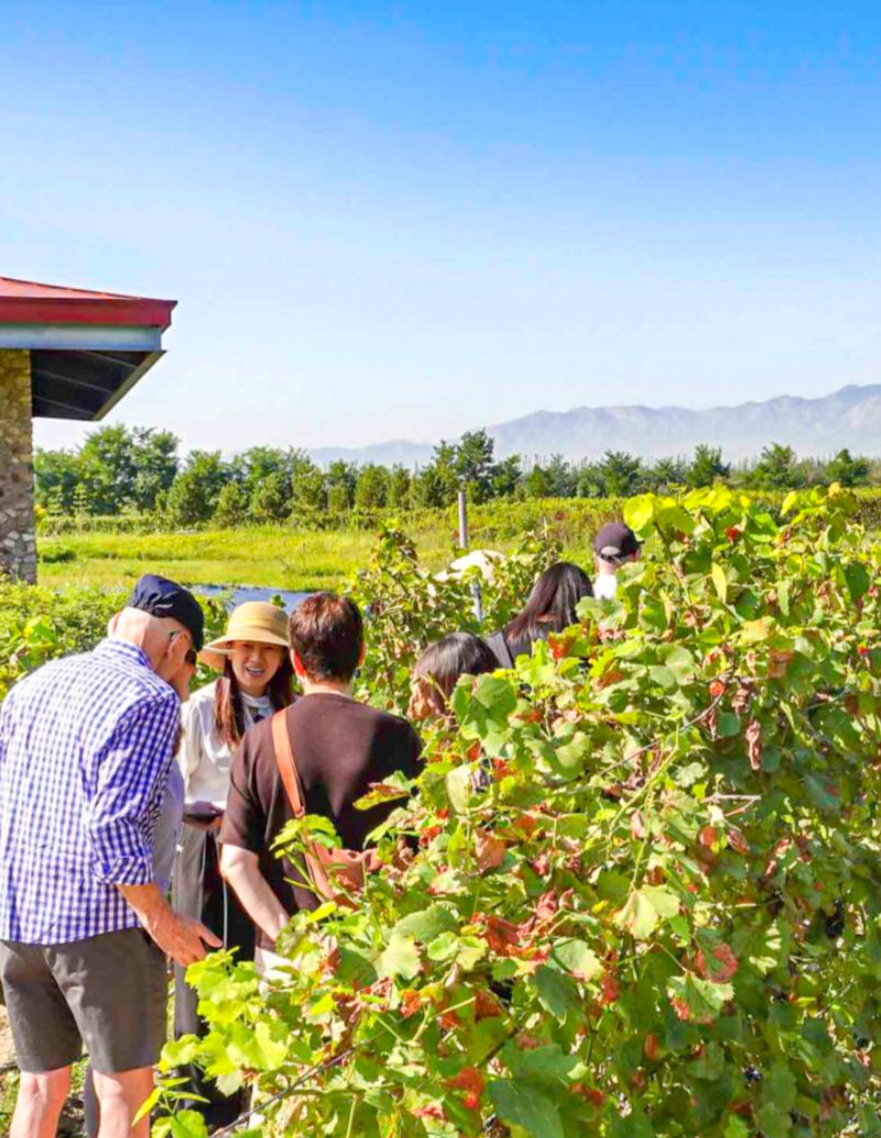 Ningxia wine tour