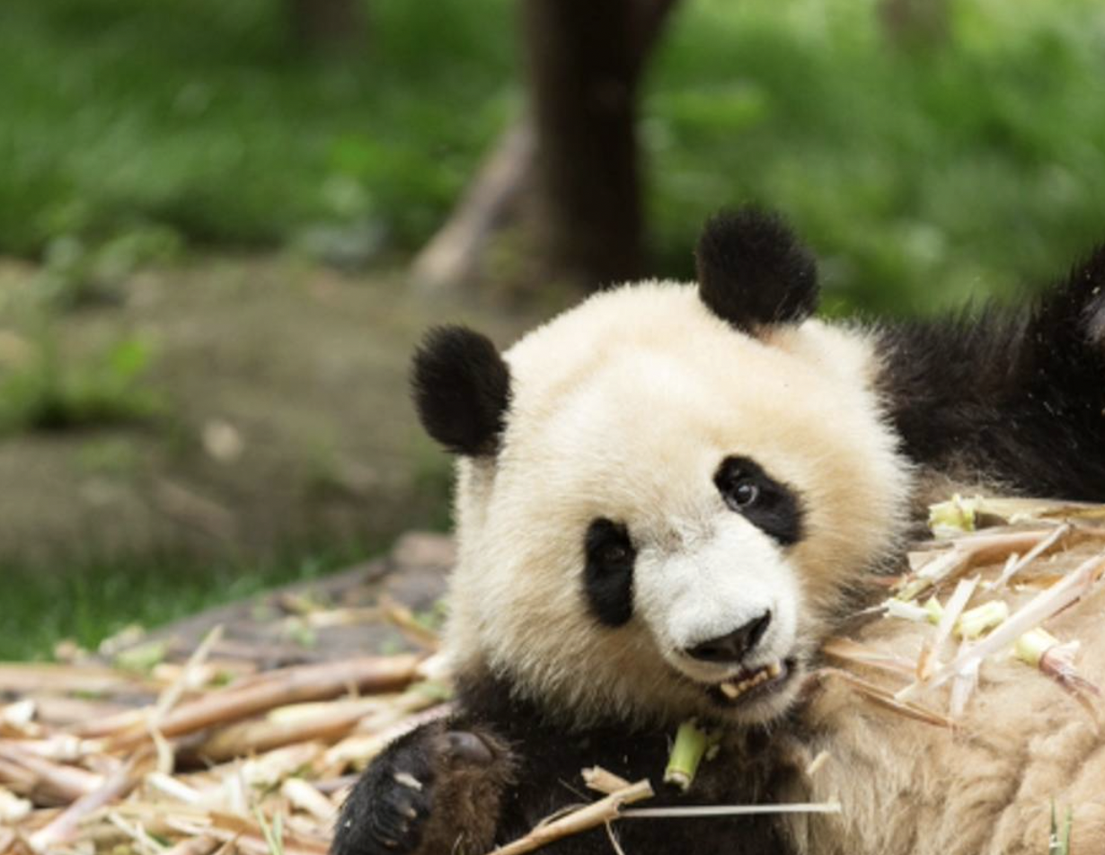 A panda bear lying on a bed of bamboo, chewing on bamboo stalks, with a blurred green background