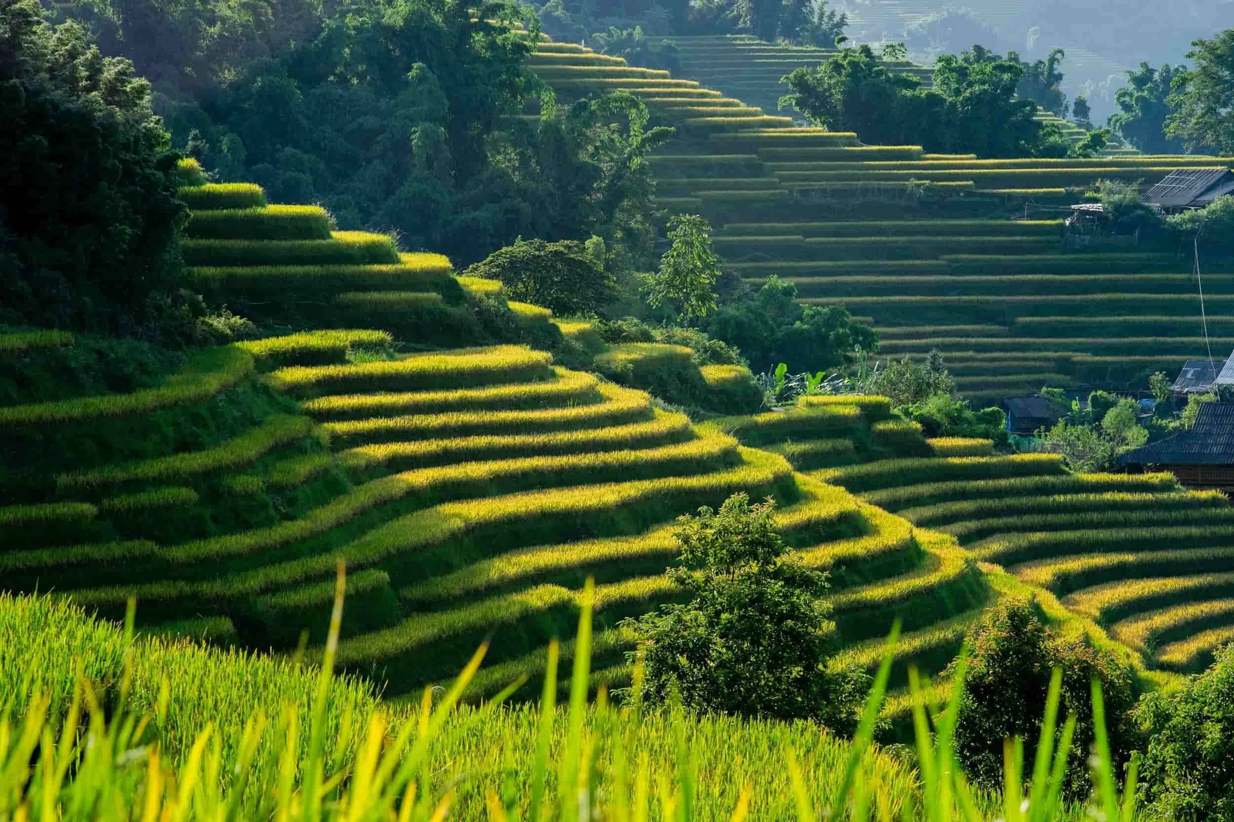 Terraced rice fields cascading down lush green hillside in a rural area.