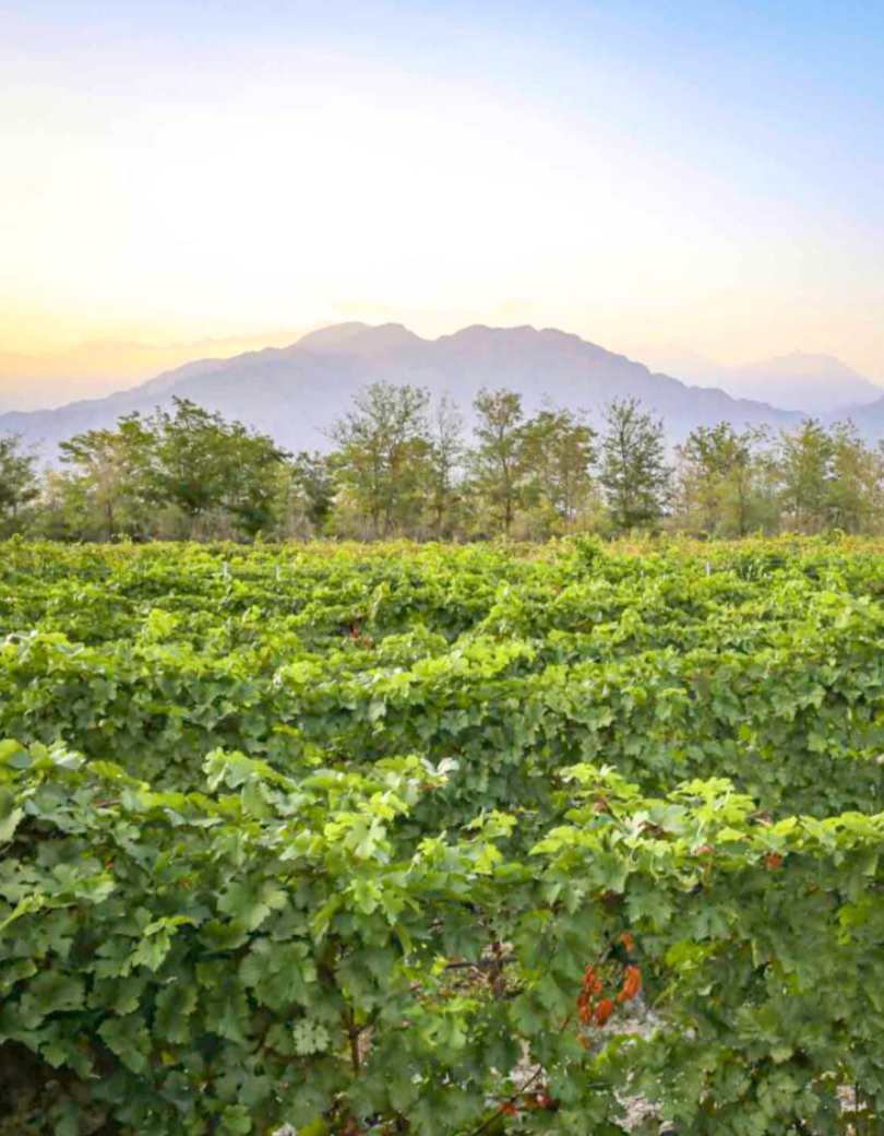 ningxia wine tour