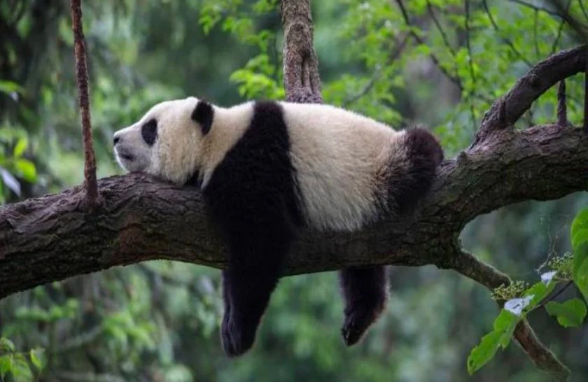 A panda bear laying on a tree branch in a green forest.
