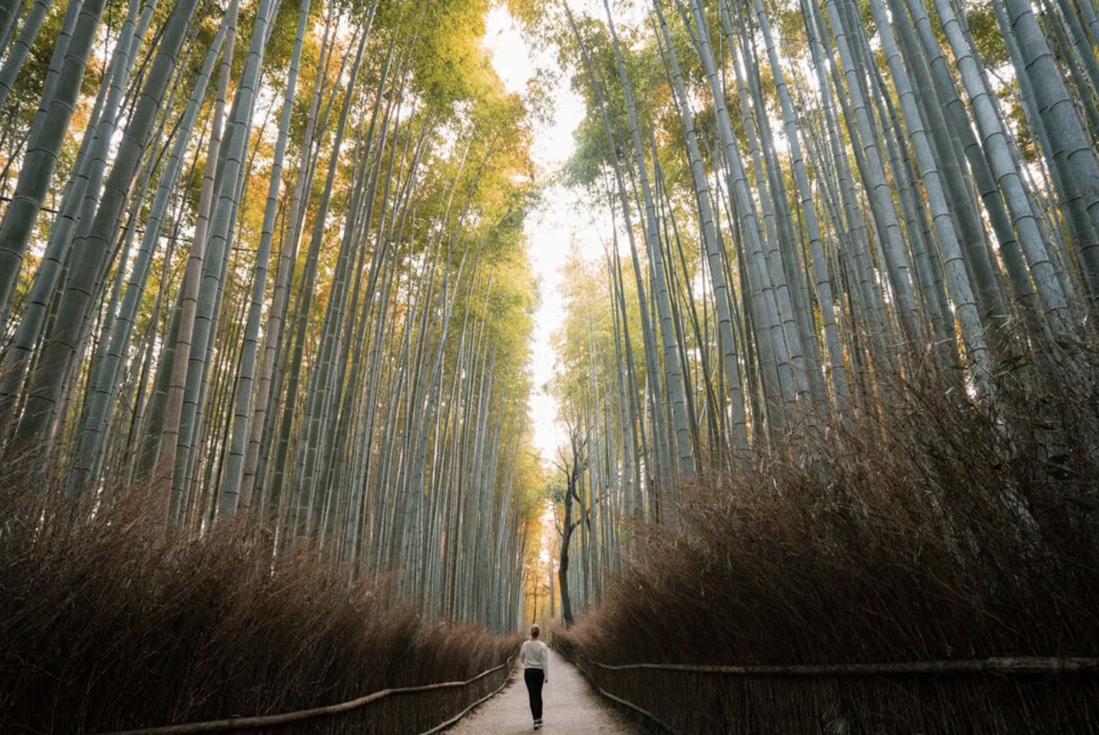 Authentic Japan Highlights Tour kyoto bamboo forest