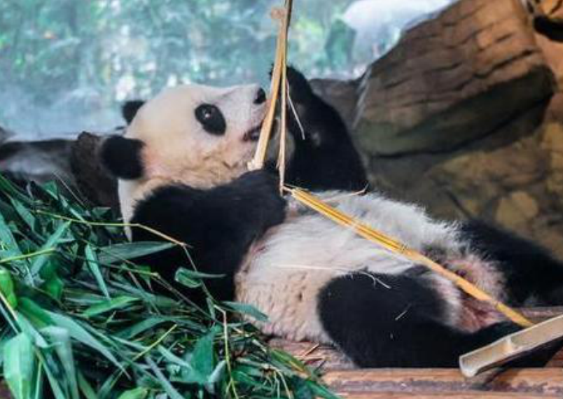 Panda Volunteers | Chengdu Day Tour