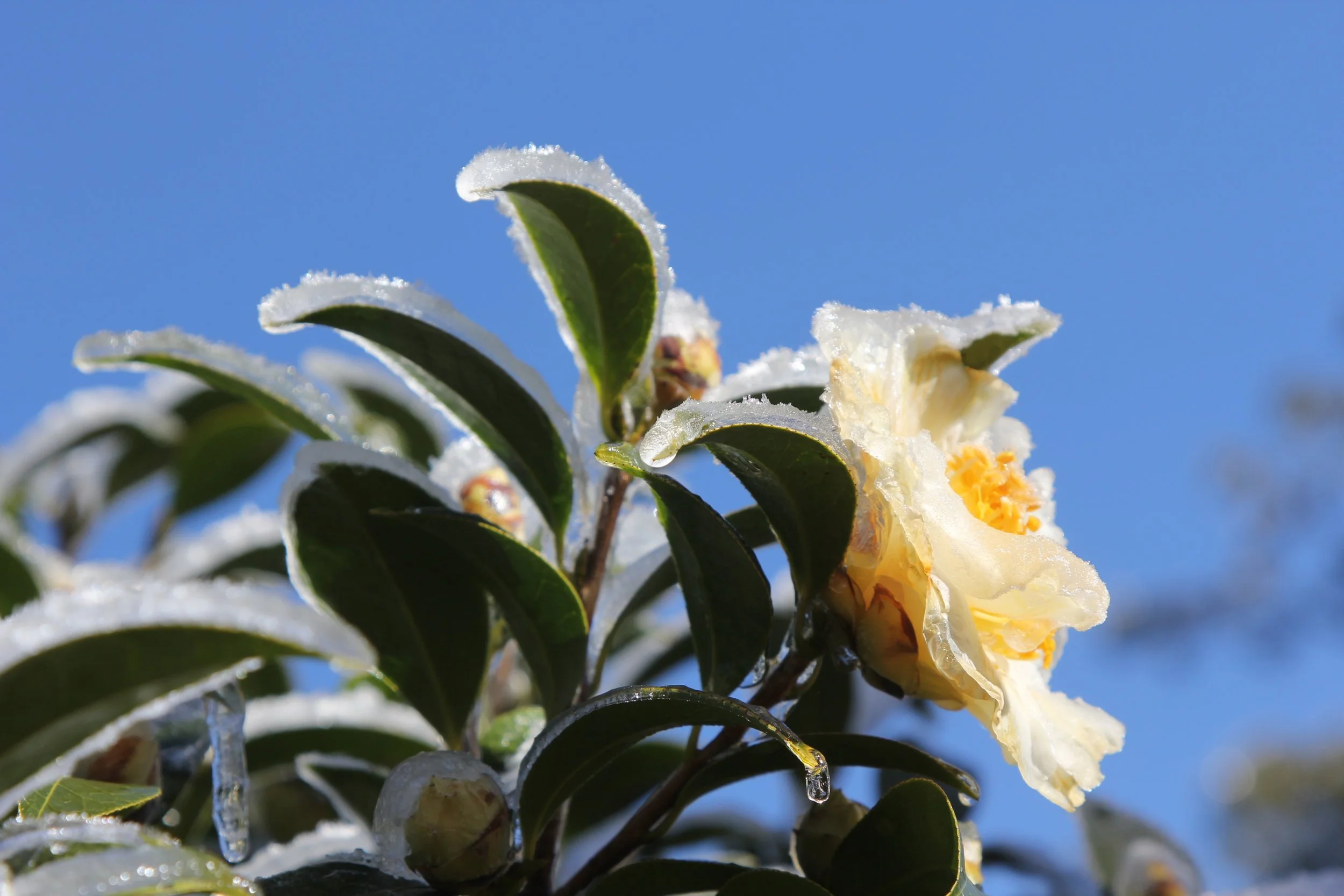 The Courage of a Justice