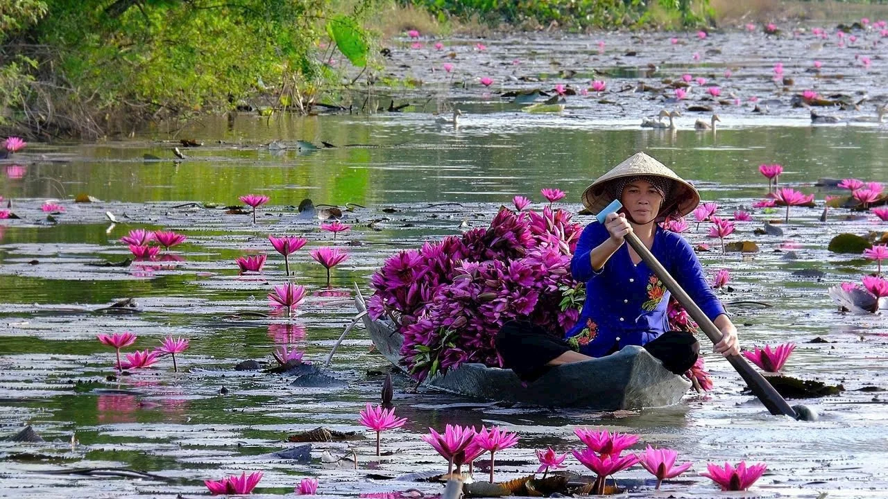 A woman wearing a traditional conical hat and blue clothing paddles a small boat through a pond filled with pink water lilies, accompanied by a large bunch of pink flowers in the boat.