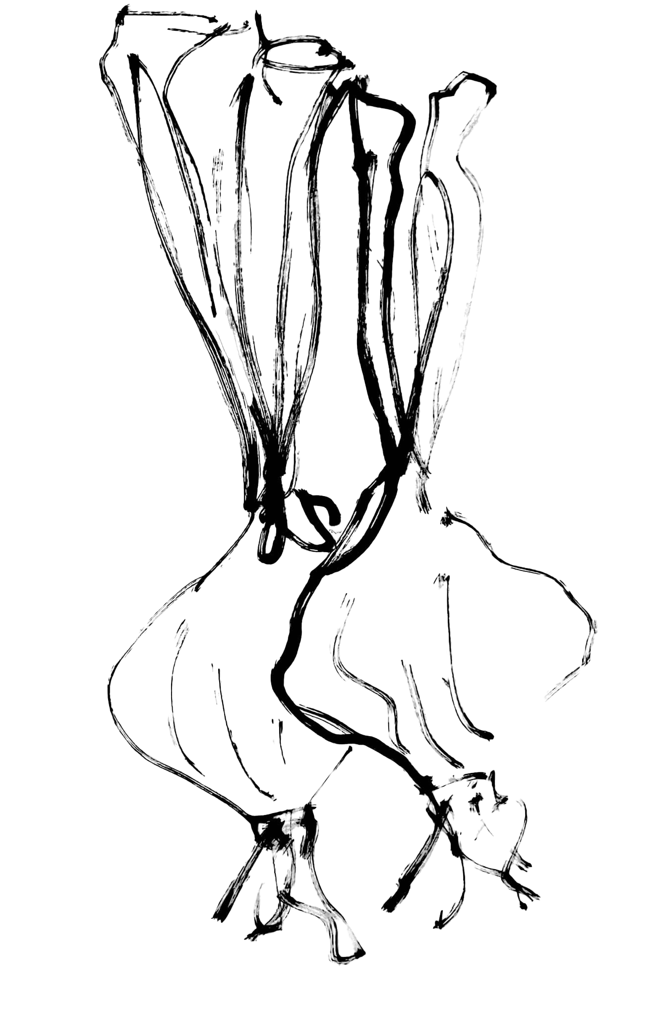 Line art af springløg I sort og på hvid baggrund.