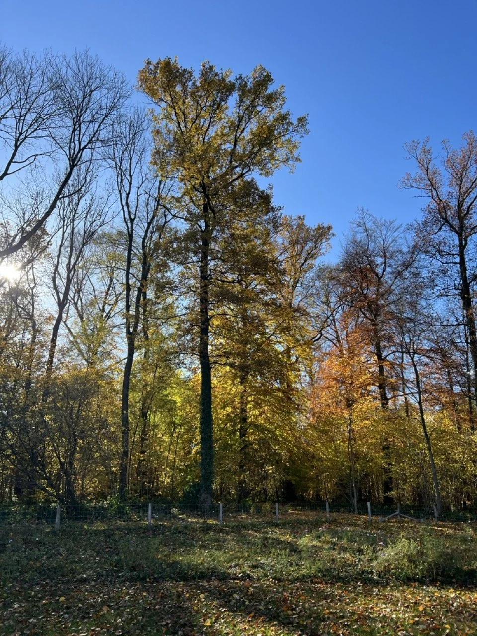 chalet tavier automne condroz 3.jpeg