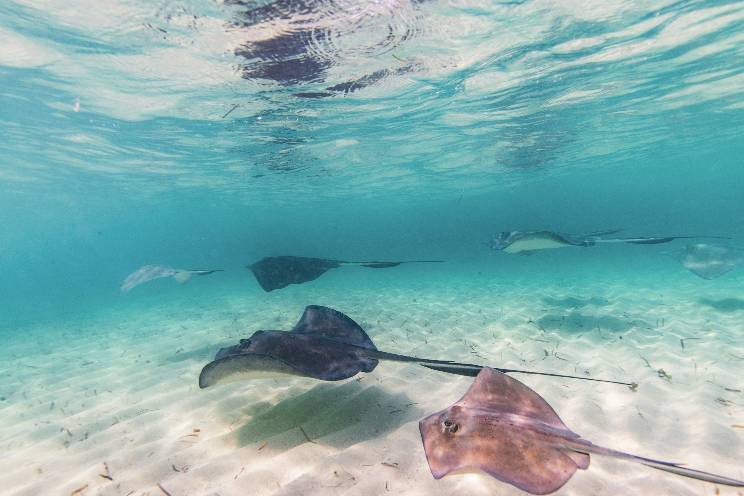 Stingrays — Clean Earth Initiative