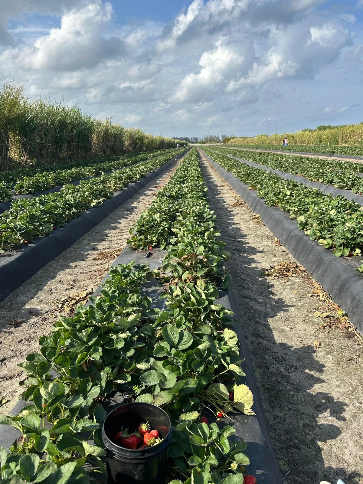 Practicing Sustainable Agriculture with Strawberry Picking!
