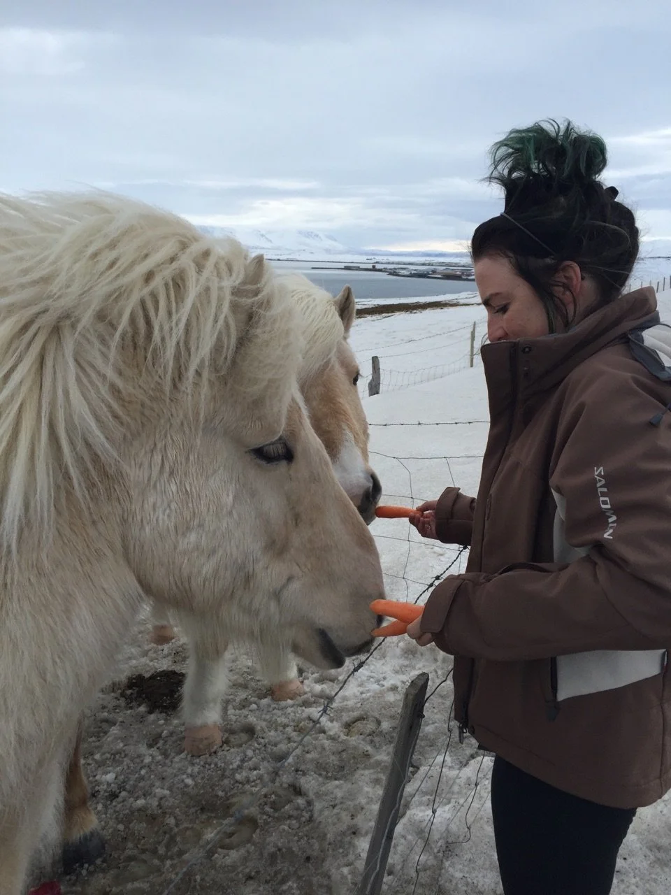 A woman in a brown jacket feeding two Icelandic ponies carrots through a fence in a snowy landscape with water, mountains, and cloudy sky in the background.