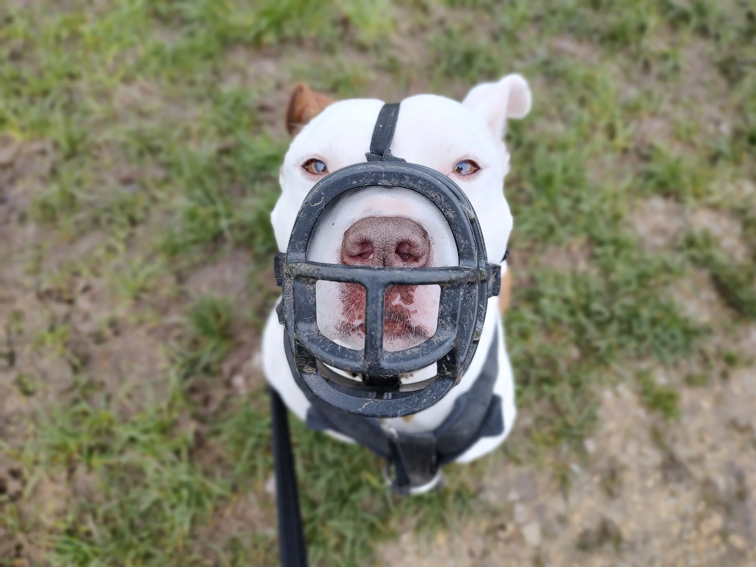 A white dog with a brown spot near its ear wearing a harness and nose guard, looking up at the camera on a grassy field.