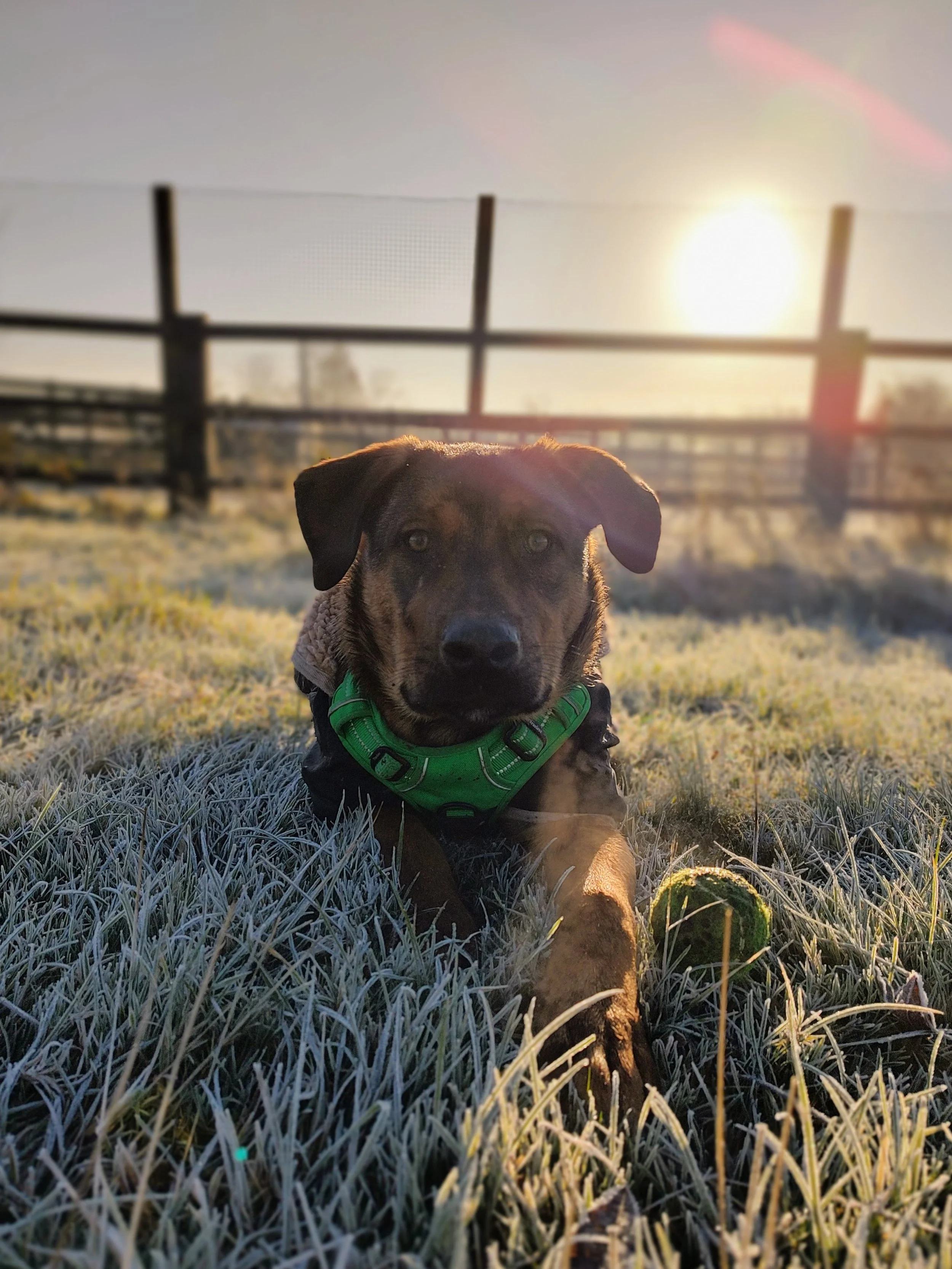 A dog with a green harness lying on frosty grass in front of a fence, with the sun setting or rising in the background.