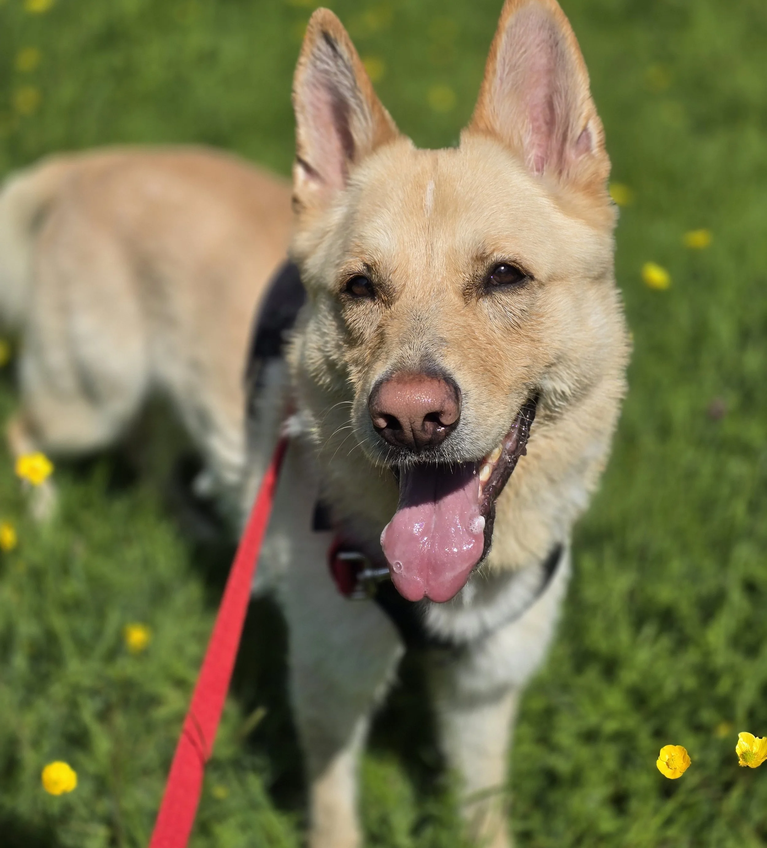 Close-up of a happy dog with tan fur and erect ears, standing outdoors on green grass with small yellow flowers. The dog is wearing a red leash and appears to be smiling with tongue slightly visible.