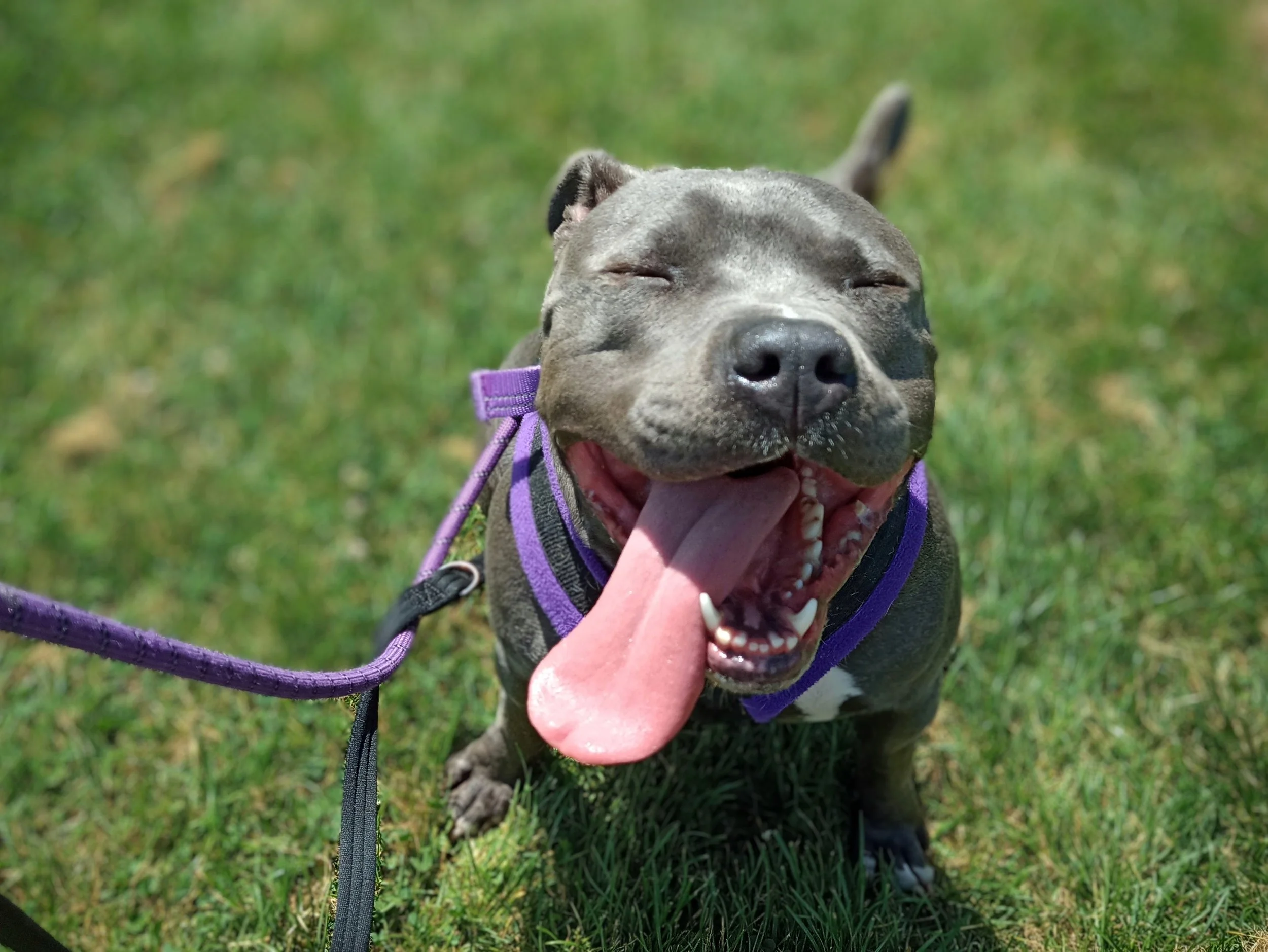 Smiling dog with closed eyes, tongue out, wearing a purple harness and leash, standing on grass in sunlight.