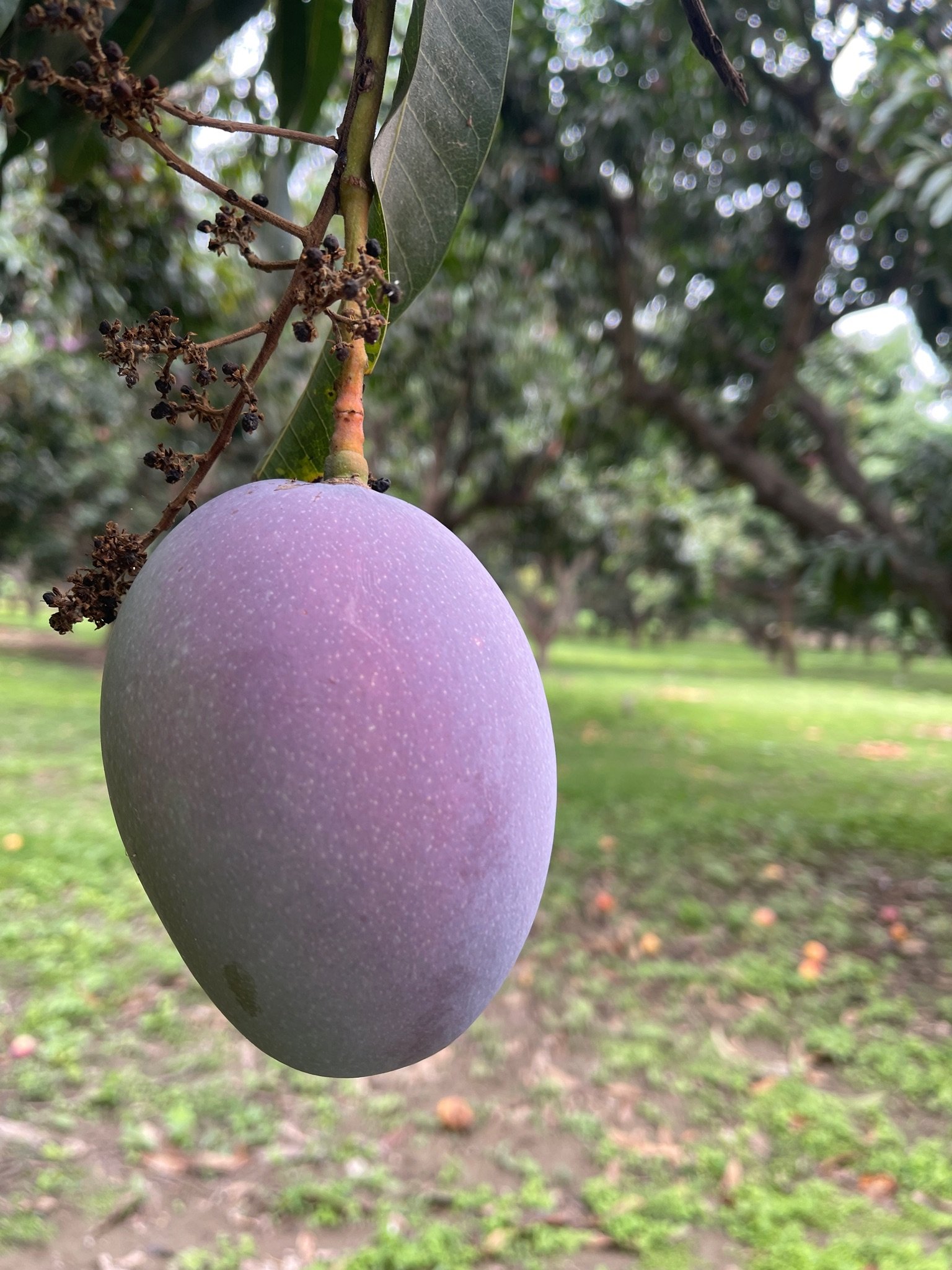 Mangoes - by Alvarez Farms